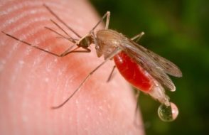 Malaria Symptoms, Causes and Malaria Prevention Tips