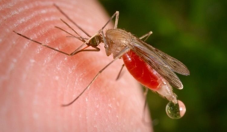 Malaria Symptoms, Causes and Malaria Prevention Tips