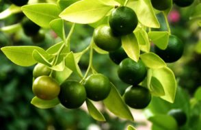 How to remove Dark Circles using Fruit Facial at Home?