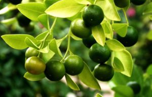 How to remove Dark Circles using Fruit Facial at Home?