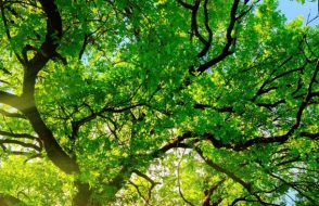 AngularJS Treeview Example using Data from Controller