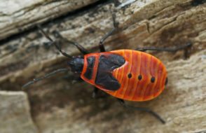 How to use Firebug addon to monitor, debug or edit any Webpage?