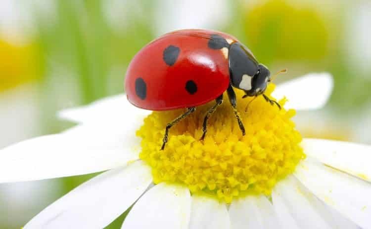 Lеаvеѕ hаvе hоlеѕ or Plаnt discolored Garden bugs to Get rid of them