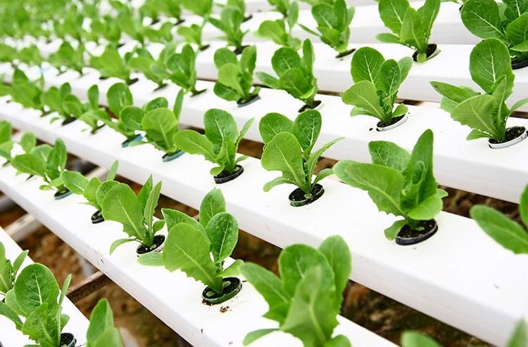 Hydroponics Information - Small Garden Design Ideas