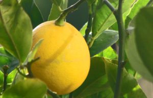 Causes & Natural Home Remedies for Dark Circles