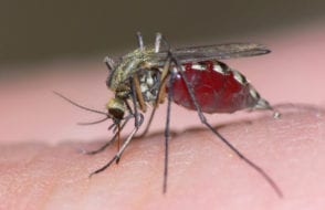 Zika Virus Symptoms, Treatment and Precautions (STD)