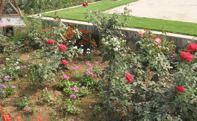 The Bliss of Flower Garden - Tips for Garden Lovers