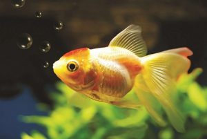 Pisces Womans Personality and their Career Horoscope