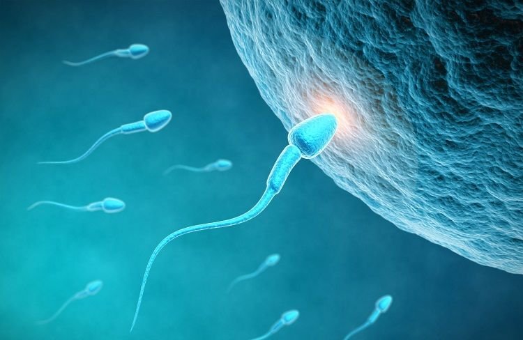 Age, Ovulation and Sperm motility 3 Factors that Influence Fertility
