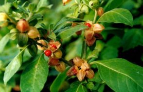 Sperm Motility to develop Cup Shape how Ashwagandha helps