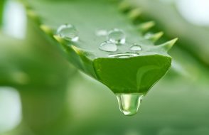 Prevent Hair Loss to Digesting issues like Health benefits of Aloe Vera