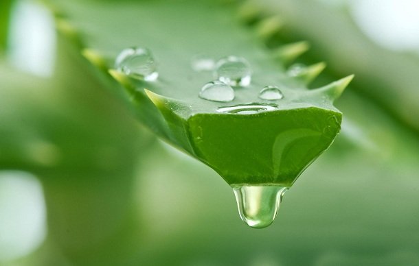 Prevent Hair Loss to Digesting issues like Health benefits of Aloe Vera