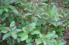 Gum Disorder to treating Common Cold like the Health benefits of Basil