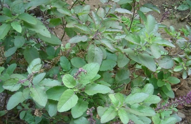 Gum Disorder to treating Common Cold like the Health benefits of Basil