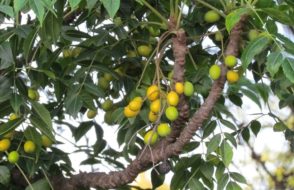 Cancer to Skin Diseases How Neem leaves are useful as a Herb