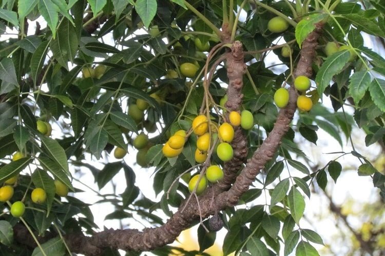 Cancer to Skin Diseases How Neem leaves are useful as a Herb