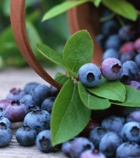 5 Foods that will help Brain Sharpening