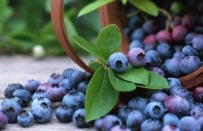 Beet-Roots or Blue-Berries 5 Foods that will help Brain Sharpening