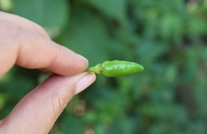 Cancer prevention to Healthy Skin amazing benefits of Green Chilies