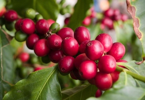 History of Coffee and Specific Types of Coffee Maker Machines