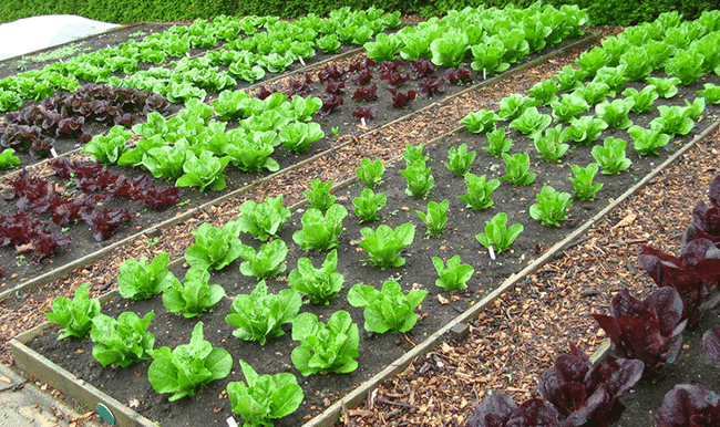 Basic Gardening Tools that you Should not avoid during Gardening