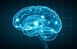 Heritability of Human Intelligence by an educational Brain Blogger