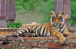 Ranthambore Online Safari Booking Time Table and best months to Tour