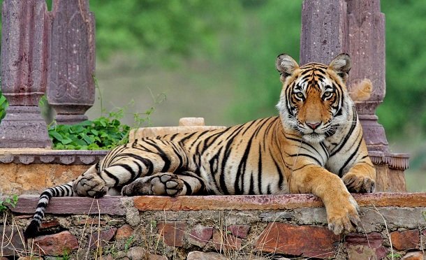 Ranthambore Online Safari Booking Time Table and best months to Tour