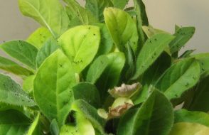 Life Cycle and Symptoms of Fungus Gnats in the affected Plants