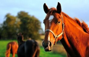 The ultimate Guide to Keeping your Horse in the best Physical Shape!