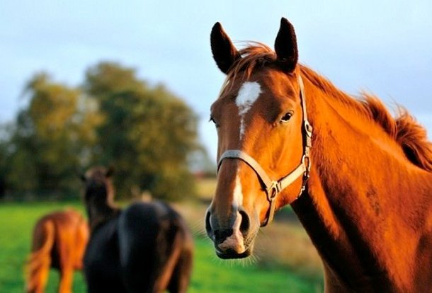 The ultimate Guide to Keeping your Horse in the best Physical Shape!