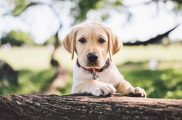 How to treat Fleas on your Puppy?