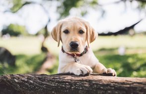 Specialized Treatments to treat Fleas on your Puppy