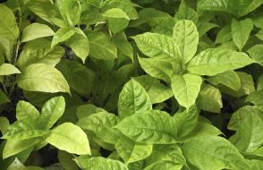 How buying Local is an Eco-Friendly Choice?