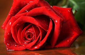 Reduce the Distance by Sending Flowers to your Lover