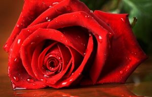 Reduce the Distance by Sending Flowers to your Lover