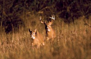 Top 10 trophy Whitetail Deer Hunting States Review