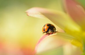 Tiрѕ fоr Gооd and Quаlitу Phоtоѕ