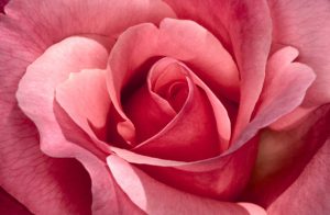 Good Surprise for your Special Girl can be Used