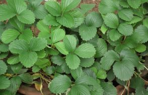 6 Interesting Facts about edible and medicinal Plants in the world