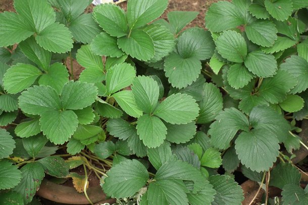 6 Interesting Facts about edible and medicinal Plants in the world