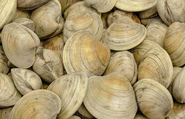 Fishing for Dungeness Crabs or Razor Clams in Southeast Alaska