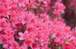 Ecostems Flower Shop – Your Partner in Expressing Feelings