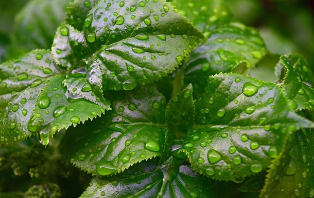 Health benefits of Ayurvedic Medicines for Holistic Healing