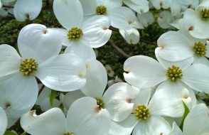 Amazing benefits Why you need Flowers in Home?