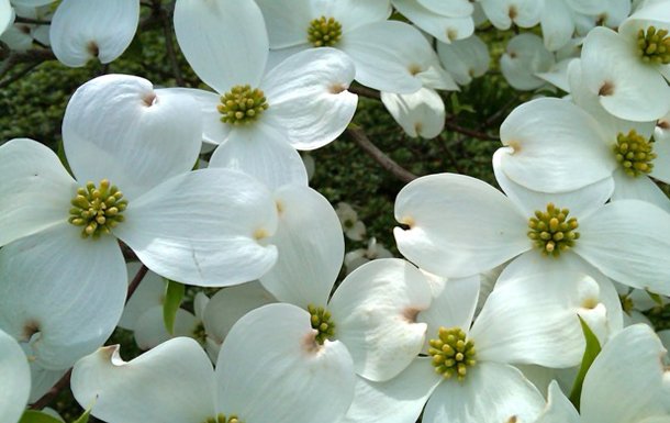 Amazing benefits Why you need Flowers in Home?