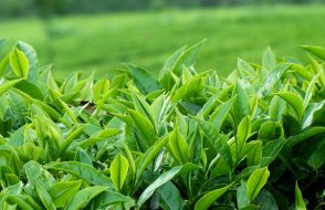 Why Essential Oils are Considered Beneficial? Find Reason below!