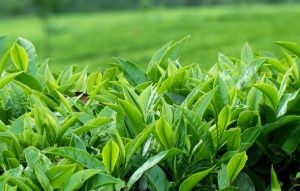 Why Essential Oils are Considered Beneficial? Find Reason below!