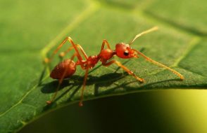 Choosing the right professional Pest Controller to Get rid of Pests