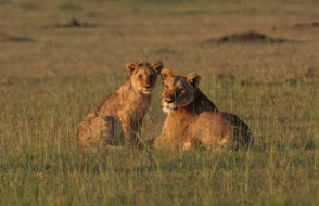 Things to Consider When Planning a Masai Mara Safari
